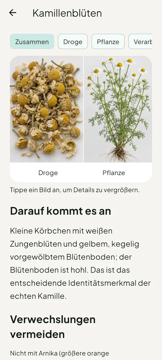 Echte App-Ansicht: Kamillenblüten als Pflanzendroge und Pflanze im Vergleich